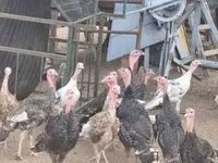 Turkeys — zdjęcie 5