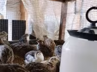 Quails — الصورة 6