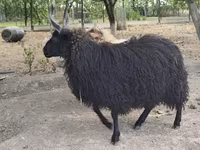 भेड़, Racka sheep — फ़ोटो 2