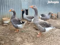 Geese — 照片 3