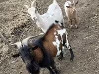 Kozy (partia, płeć nieokreślona), Kozy — zdjęcie 4