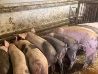 Cerdos (lote, sexo no especificado), Cerdos — foto 8