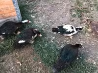 Ducks — photo 2
