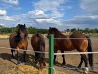 母马, Horses — 照片 3