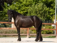 Kobyła, Friesian — zdjęcie 4