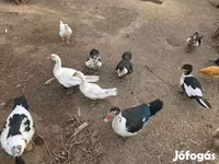 Ducks — foto 2