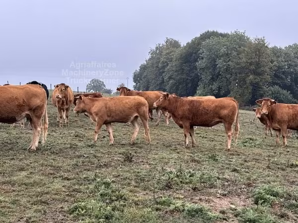Krowa, Krowa limuzyńska