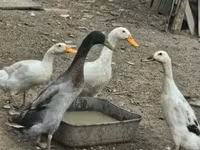 Geese — zdjęcie 7