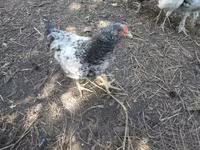 Chickens — zdjęcie 4