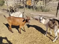 Echki, Boer goat — 3-rasm