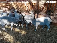 Ovan, Merino sheep — fotografija 8