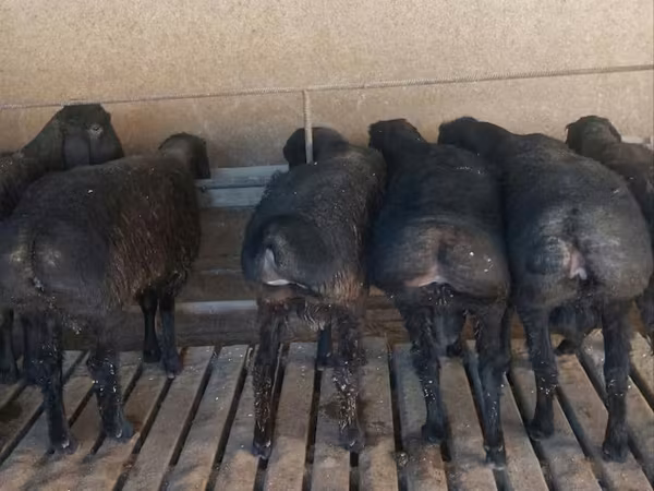 मेढ़ा, Bardhoka sheep