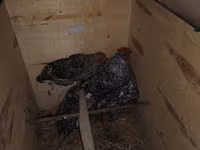Chickens — zdjęcie 2