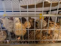 Quails — Foto 7