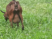 Koza, Irish goat — fotografija 7