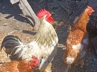 Chickens — photo 5
