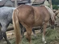 母马, Horses — 照片 4