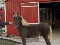 Pastuv, Rocky Mountain Horse — fotografija 5