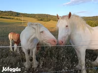 Konji (partija, pol nije naveden), Gypsy horse — fotografija 1