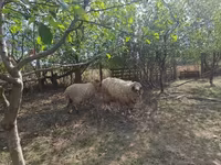 Bélier, Tsigai sheep — photo 2