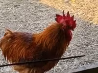 Chickens — fotografija 5