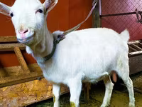 Chèvre, Saanen goat — photo 1