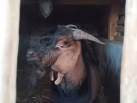 公山羊, Nubian Goat — 照片 7