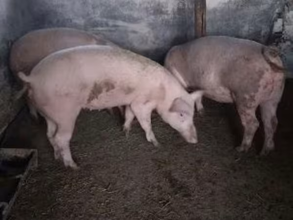 Krmača, Свиње