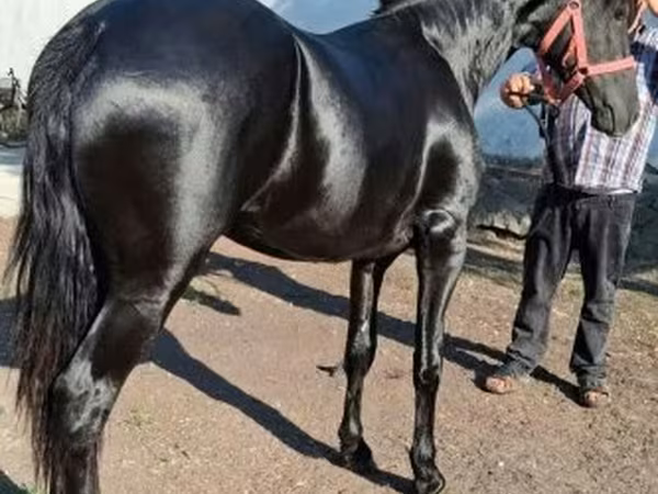Pastuv, Friesian