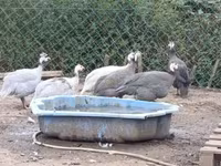 Guinea fowl — zdjęcie 2