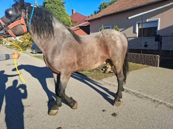 Cheval, Chevaux — Hongrie