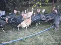 Turkeys — fotografija 4