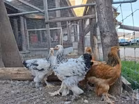 Brahma — Foto 7