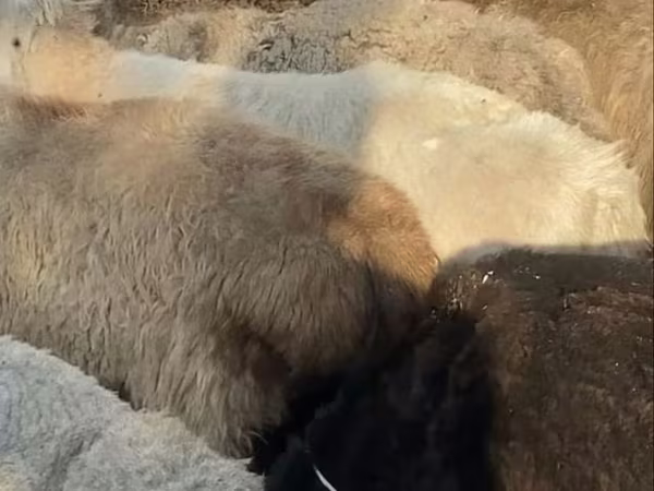 Bélier, Moutons