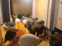 Quails — fotografija 2