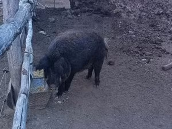 Verrat, Мангалица