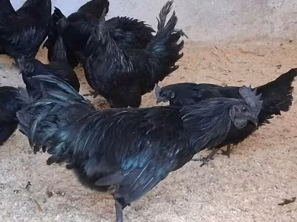 Ajam cemani