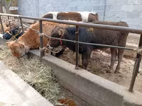 Buqa, Swiss cattle — 2-rasm