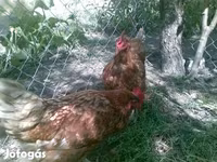 Danish hen — photo 1
