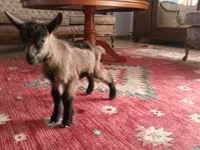 Jarac, Alpine goat — fotografija 1
