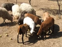 Baran, Cameroon sheep — zdjęcie 2