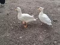 Ducks — fotografija 1