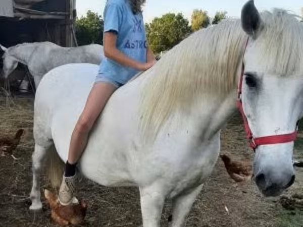 母马, Hungarian horse breed