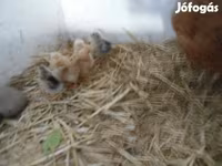 Chickens — photo 3