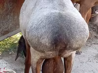 Ovan, Ordabasy sheep — fotografija 6