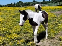 Cavalo, Gypsy horse — foto 2