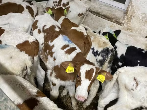 Bik, Simmental cattle