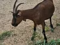 母山羊, Alpine goat — 照片 5