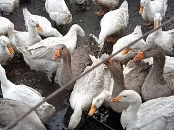 Ducks