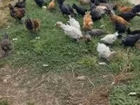 Ducks — zdjęcie 5